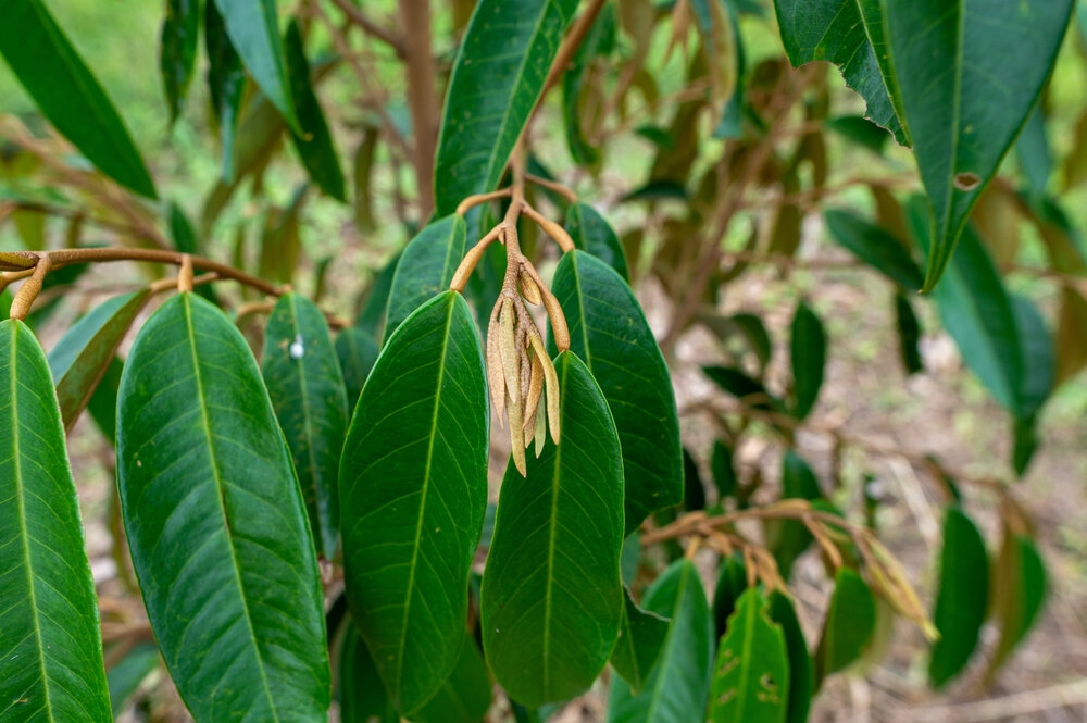 SẢN PHẨM DƯỠNG CÂY