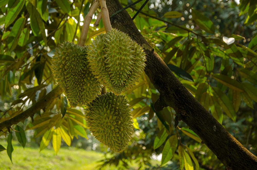 SẢN PHẨM DƯỠNG TRÁI