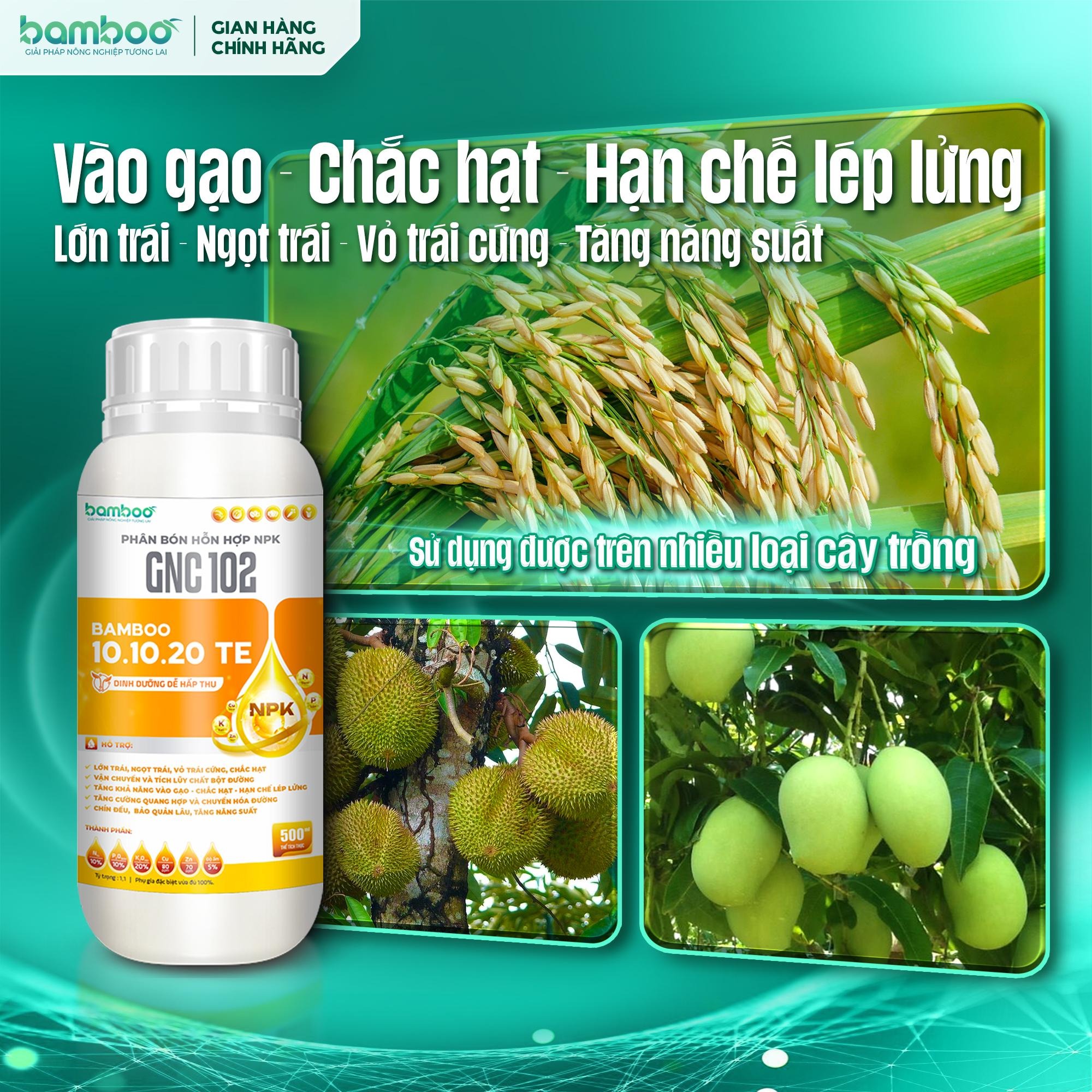 BAMBOO 10.10.20 TE -PHÂN BÓN LÁ HỖ TRỢ - LỚN TRÁI, LÊN CƠM - VÀO GẠO, CHẮC HẠT